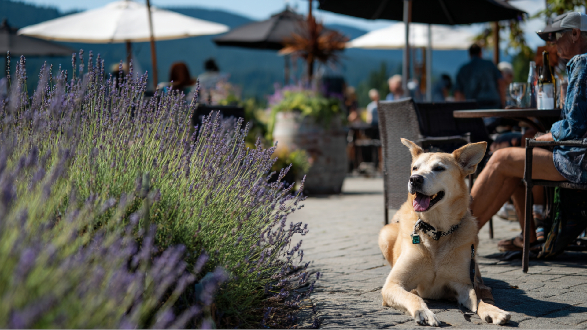 Pet Friendly Wineries in Woodinville: Sip With Your Pup