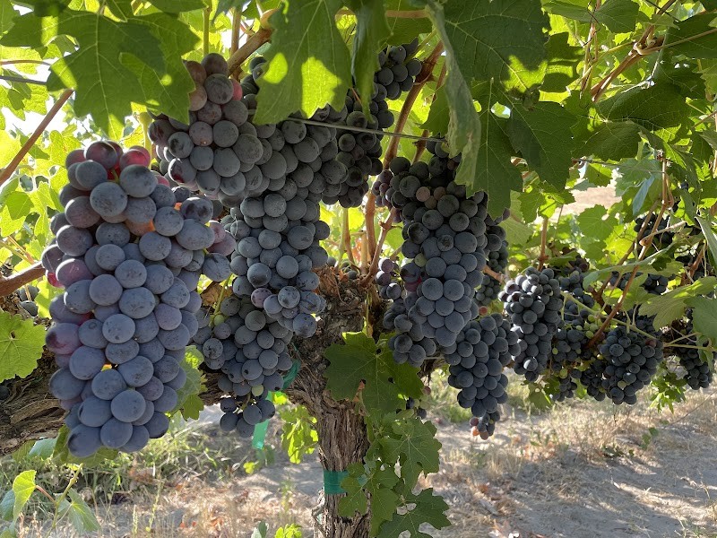 Photo of CAVU Cellars