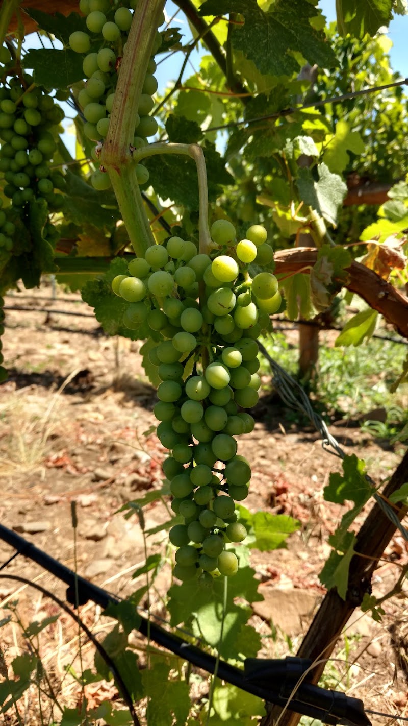 Photo of Syncline Winery