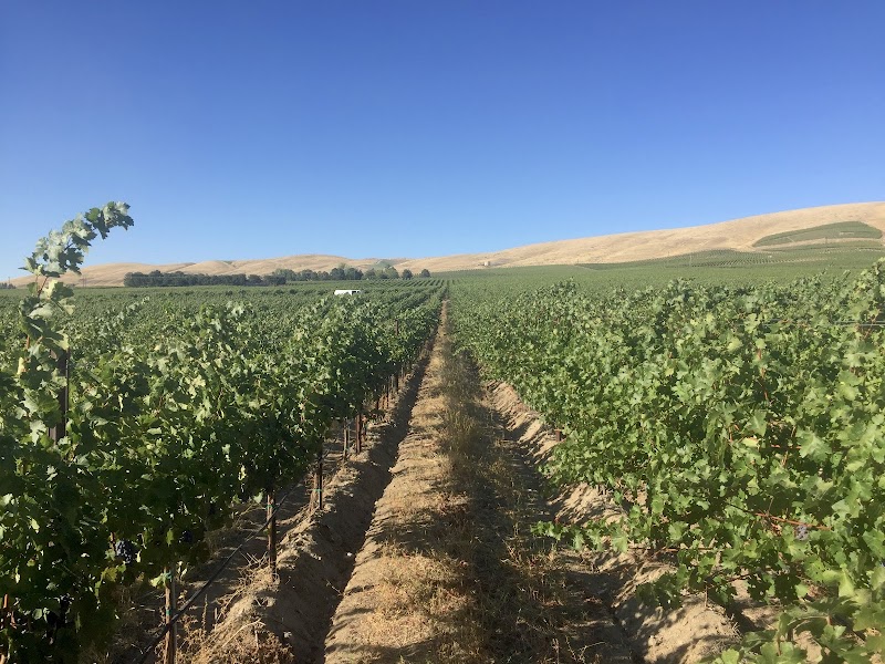 Photo of Amelia Wynn Winery
