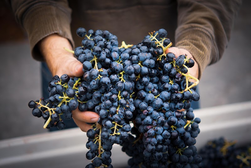 Photo of Tinte Cellars Winery and Tasting Room