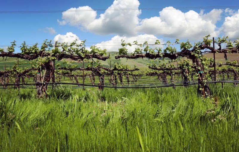 Photo of Lagana Cellars