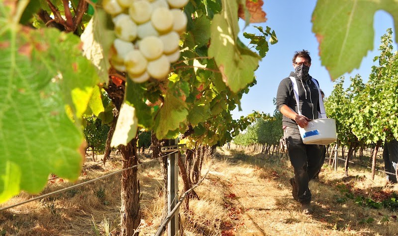 Photo of College Cellars of Walla Walla