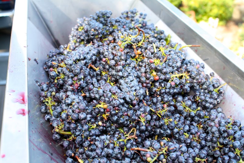Photo of Confluence Winery