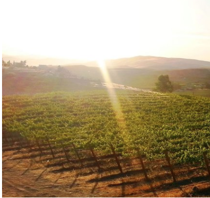 Photo of Rattlesnake Hills Wine Trail