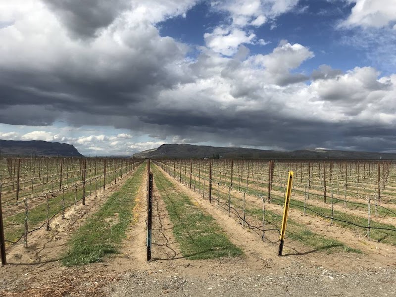 Photo of Synne Cellars