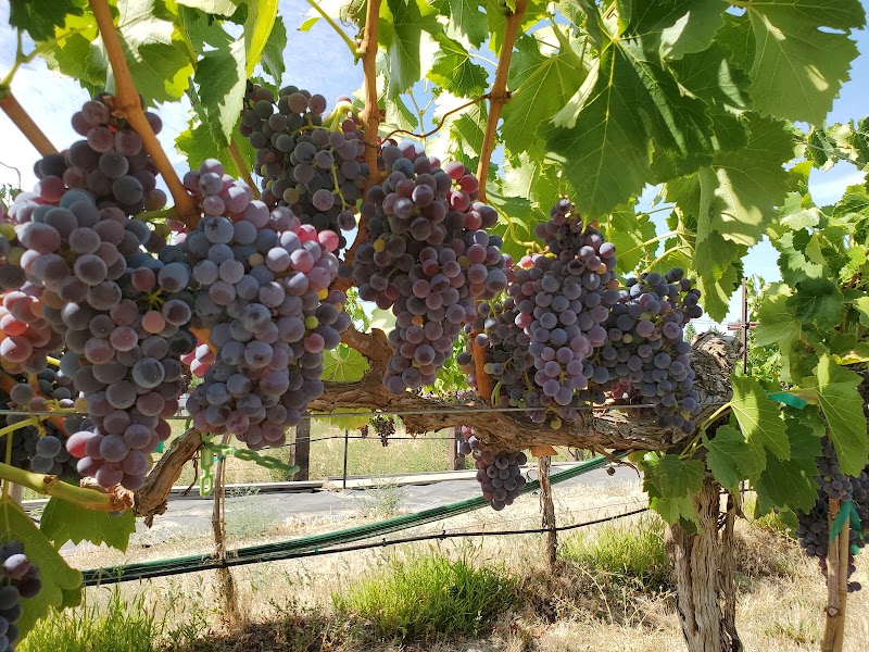 Photo of The Cork & Pullet at Ruby Magdalena Vineyards