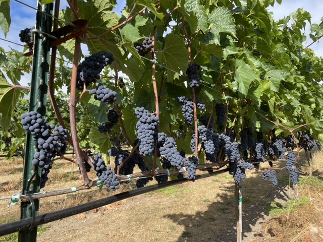 Photo of Sailor Vineyard