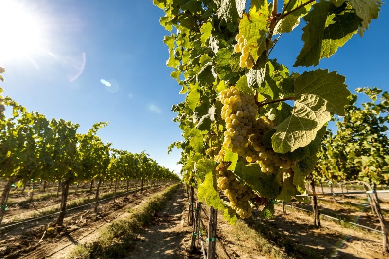 Photo of Gard Estate Wines Walla Walla