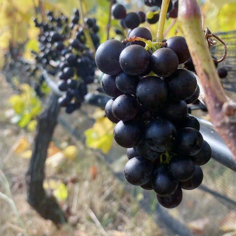 Photo of Alli Lanphear Vineyard & Winery