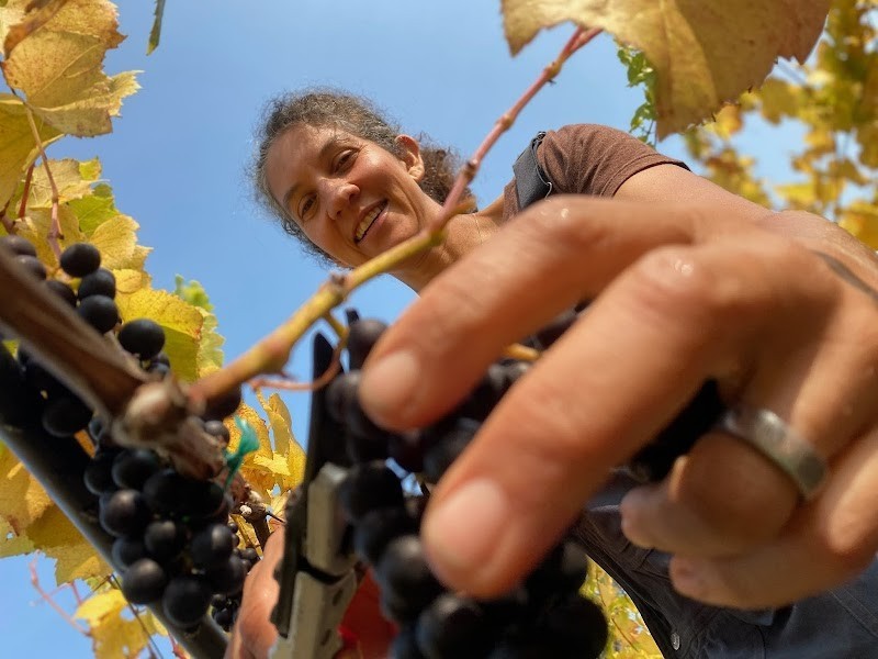 Photo of Alli Lanphear Vineyard & Winery