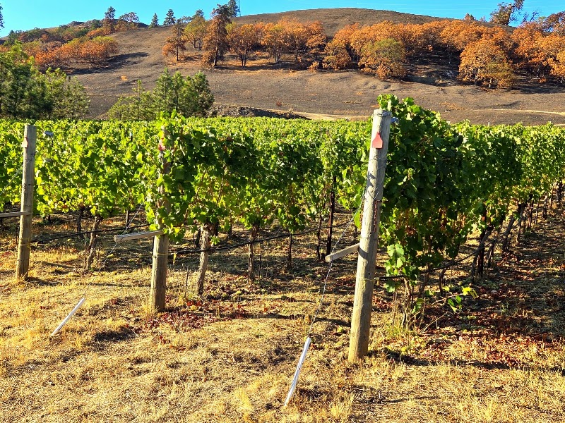 Photo of Cor Cellars