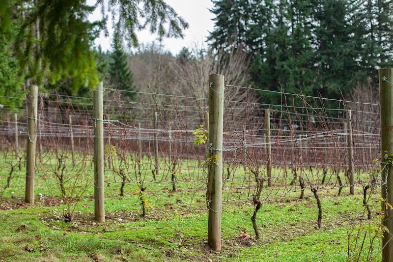 Photo of Perennial Vintners