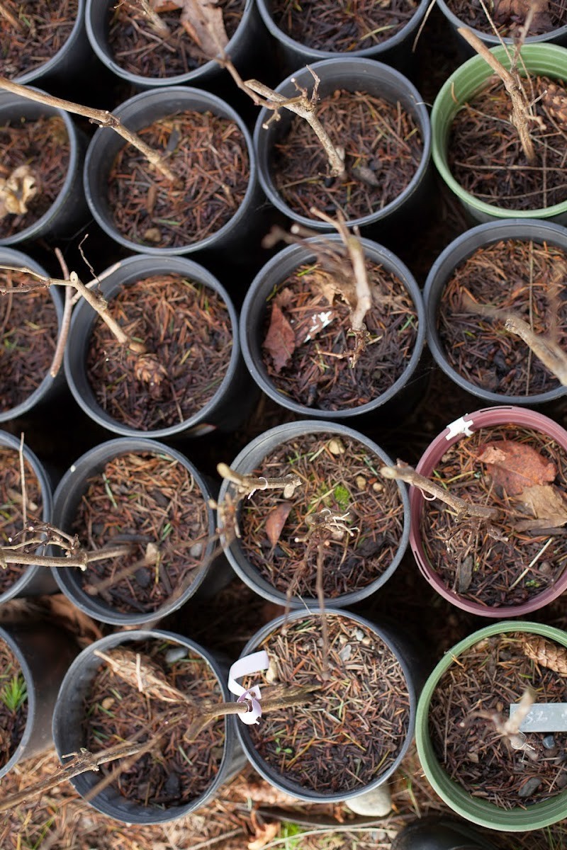 Photo of Perennial Vintners