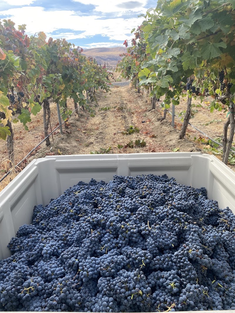 Knox Road Vineyard